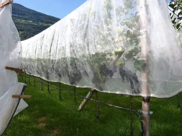 Agroflor Anti-Suzuki Insektennetz weiß Masche 08x08mm 8 x 10m 1119400810