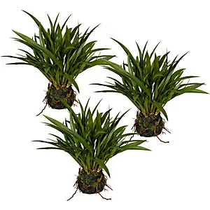 Miscanthusgras, im Moosballen mit Wurzeln, VE 3 Stk, Höhe ca. 350 mm.
