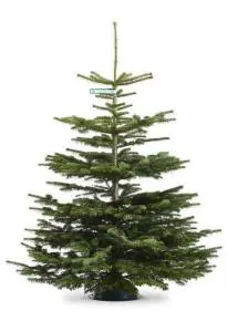 Nordmann-Tanne First Selection 100-125 cm 4039821111004